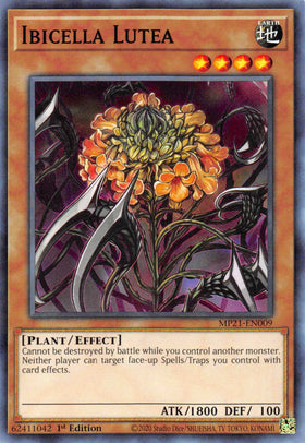 Ibicella Lutea [MP21-EN009] Common